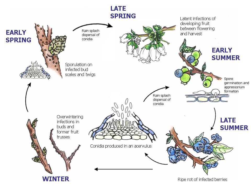 Life cycle of Colletotrichum acutatum 